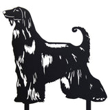 Afghan Hound