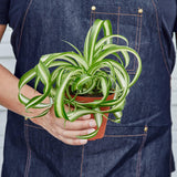 Spider Plant 'Bonnie'