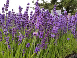 Live Hidcote Lavender Plant