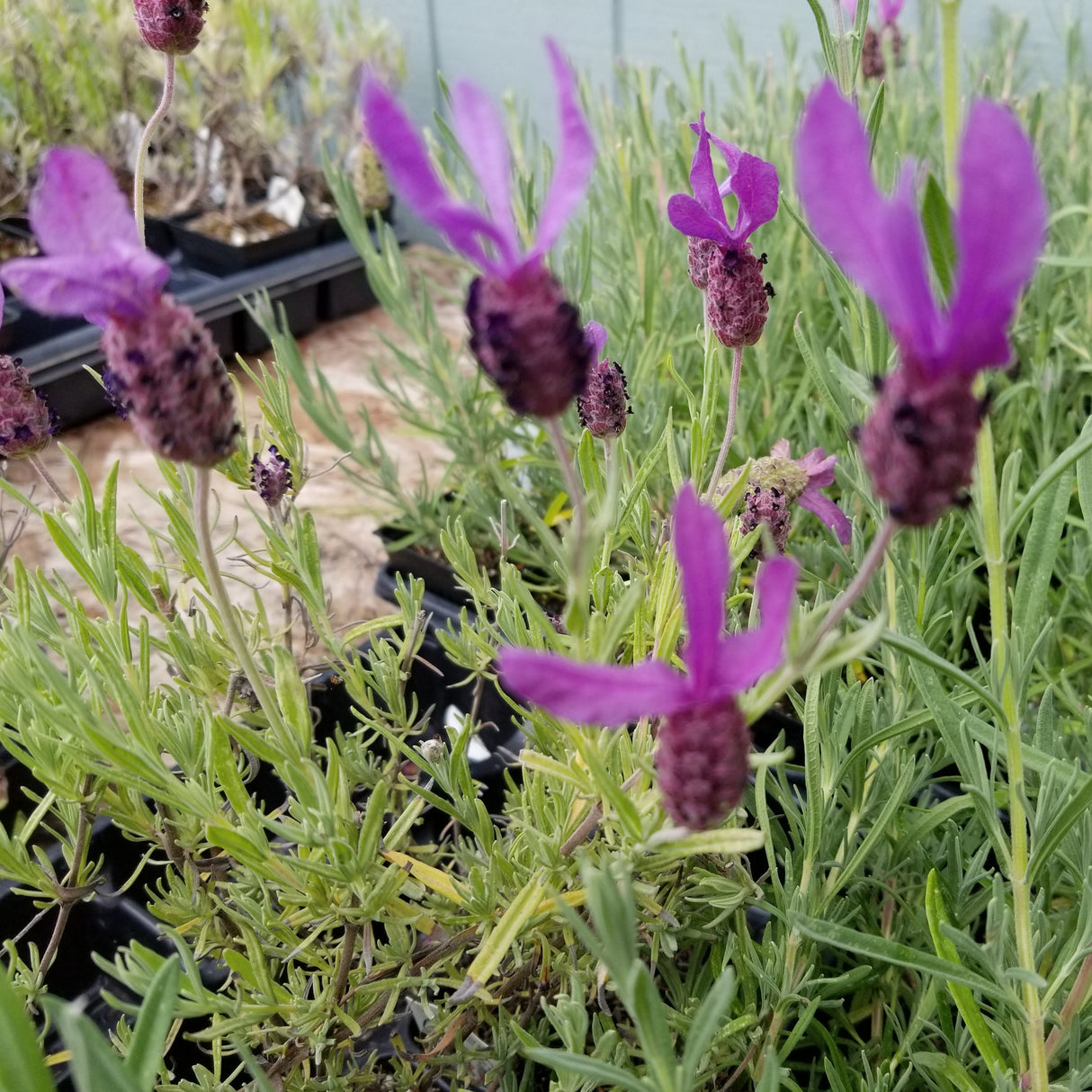 Lavender Live Plant Anouk - 2.5QT Size Pot