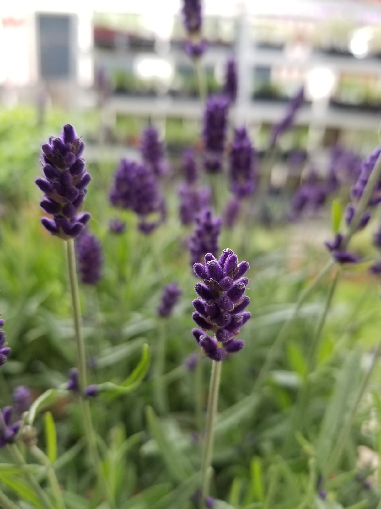 Live Hidcote Lavender Plant