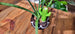 Cactus Watering Spike