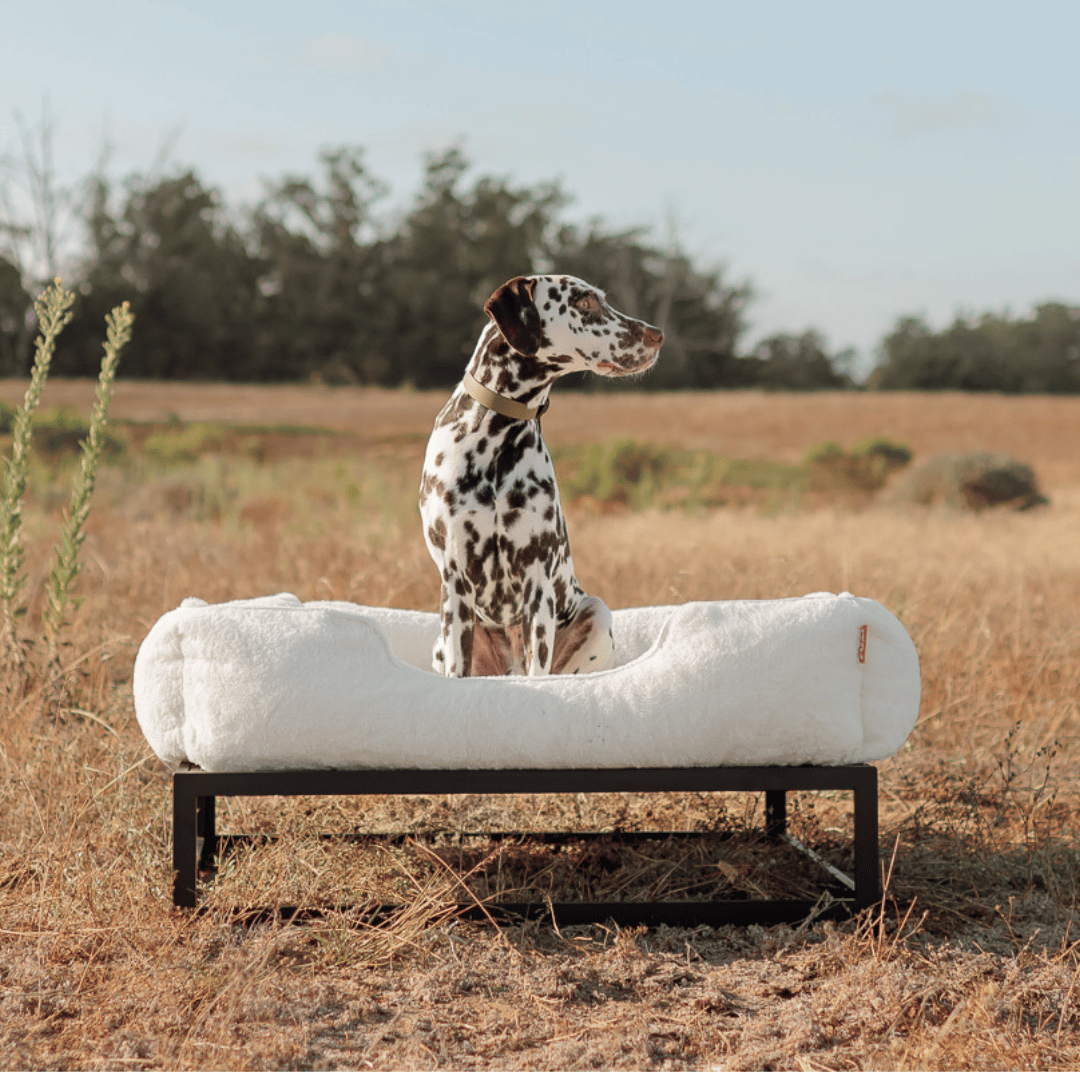 The FÜZI Elevated Dog Bed