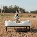 The FÜZI Elevated Dog Bed