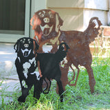 Golden Retriever - Standing