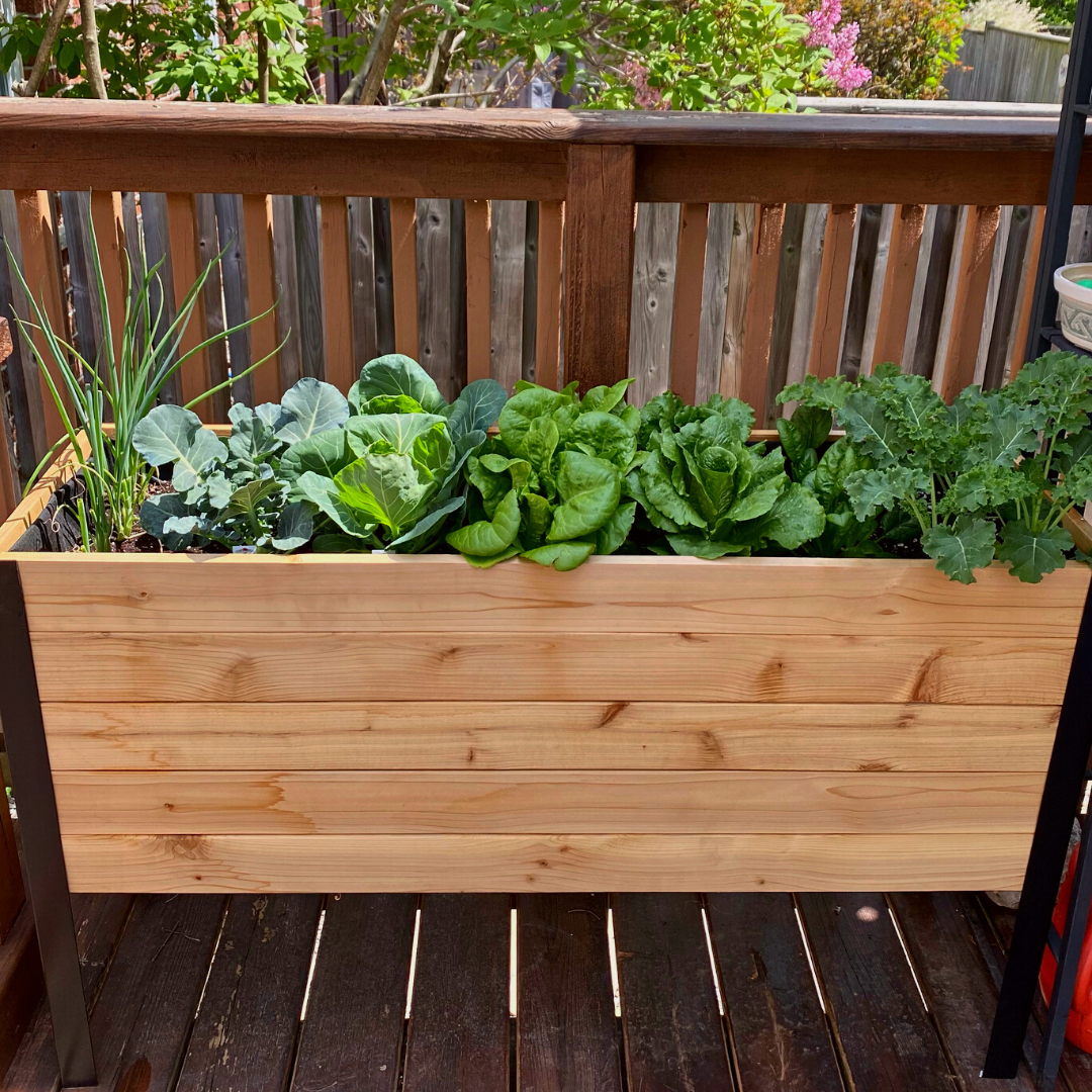 Cedar Raised Garden Bed, 18"W x 48"L