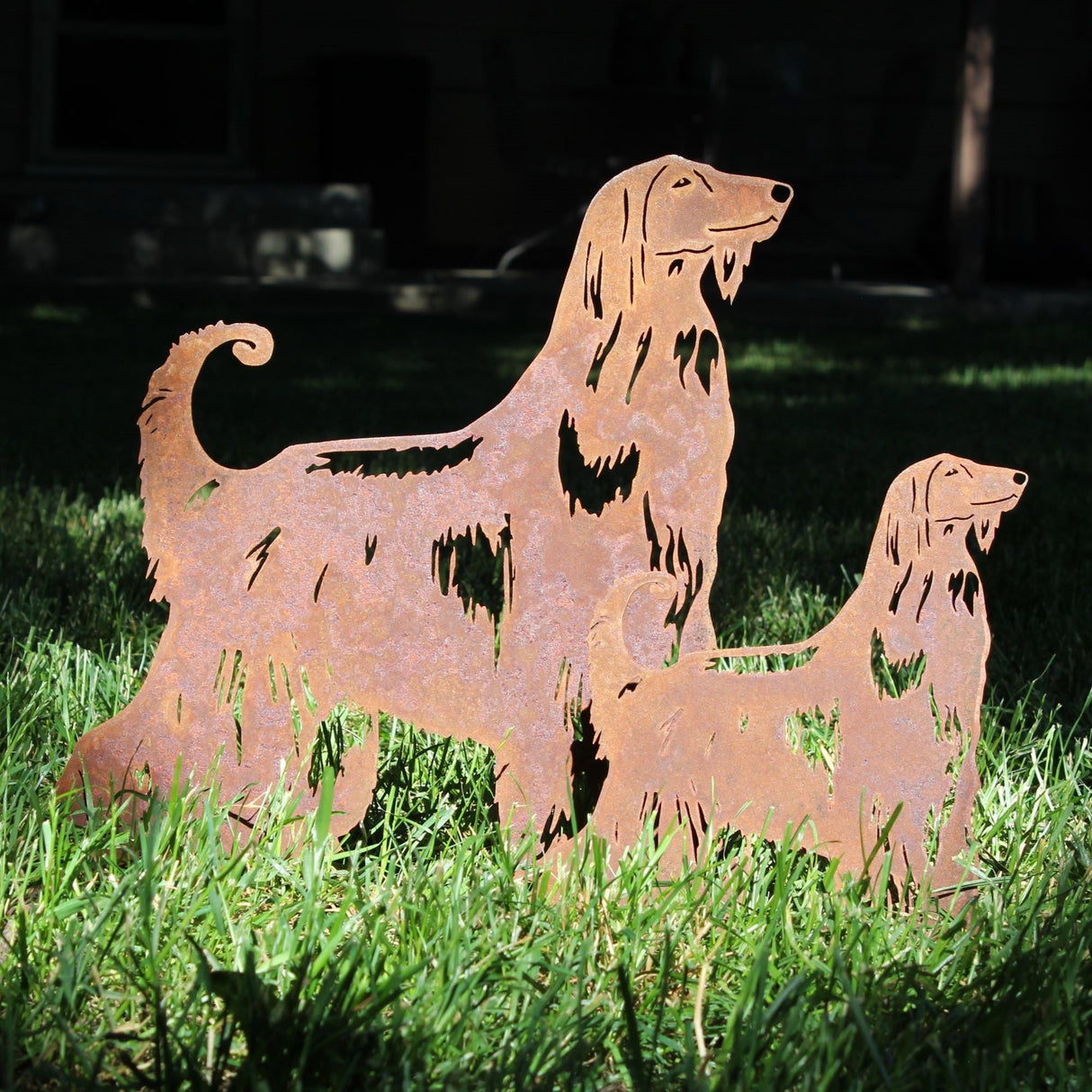 Afghan Hound