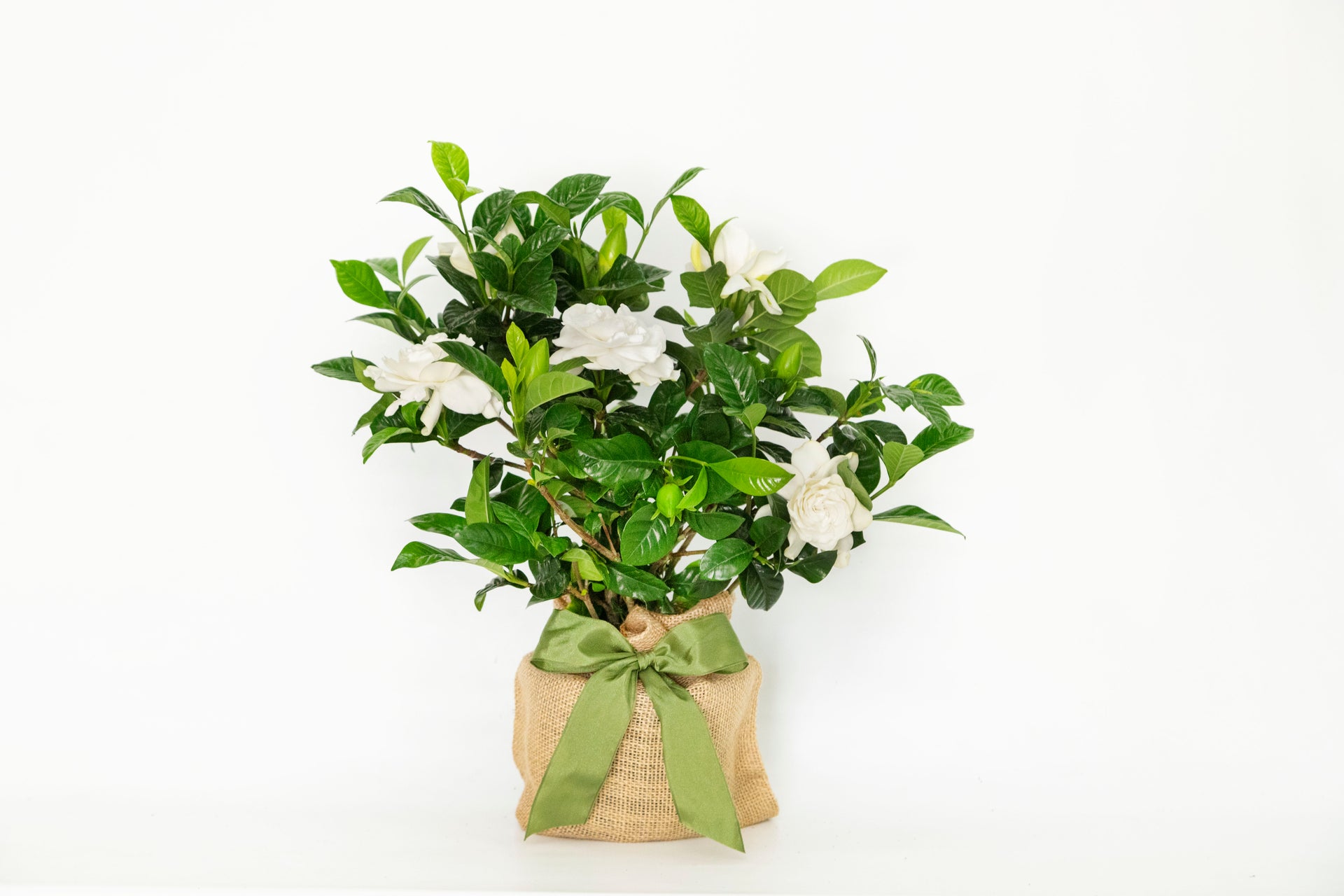 indoor gardenia plants Gardenia Table Décor, 30"