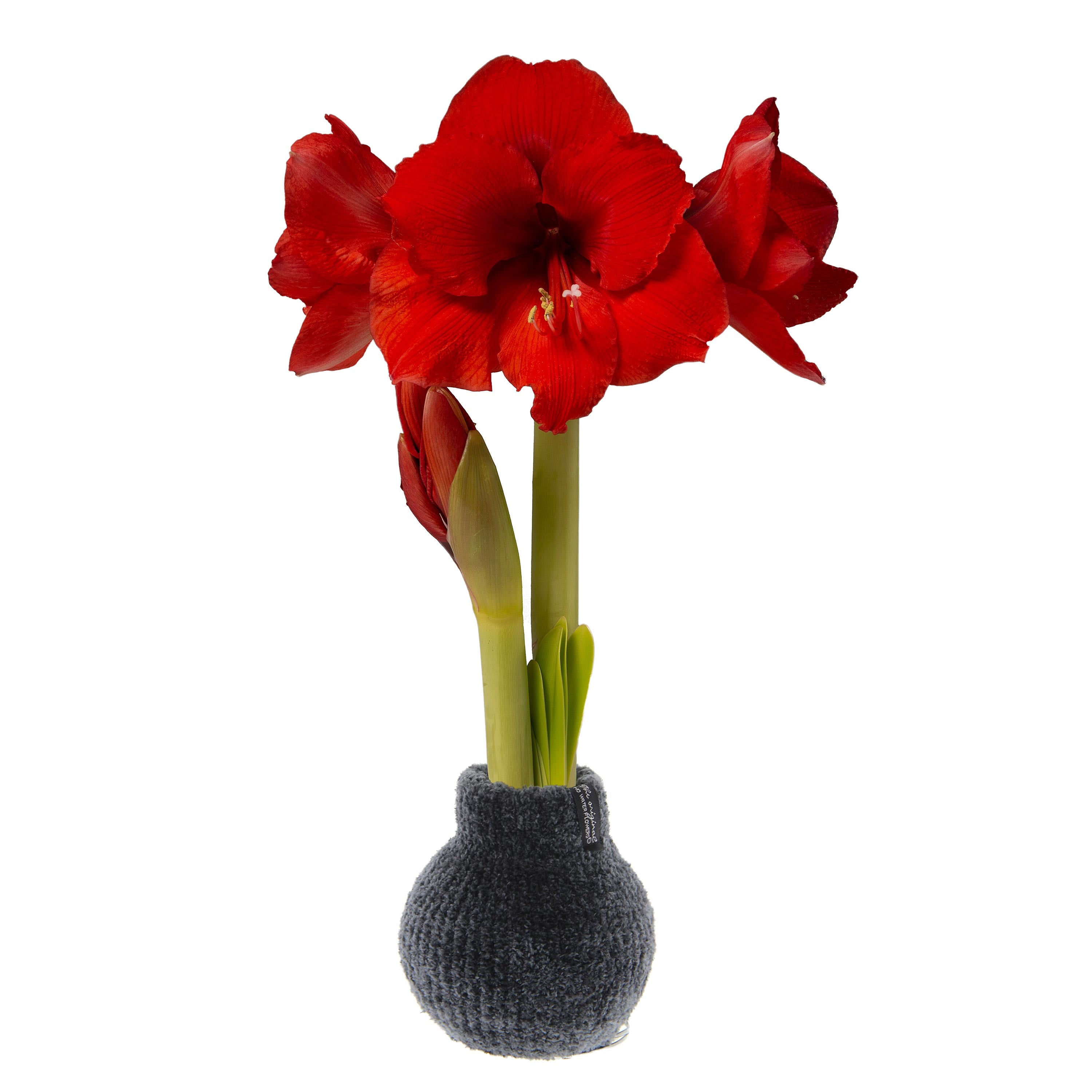Chenille Sweater Self-Contained Waxed Amaryllis Flower Bulb – Plow