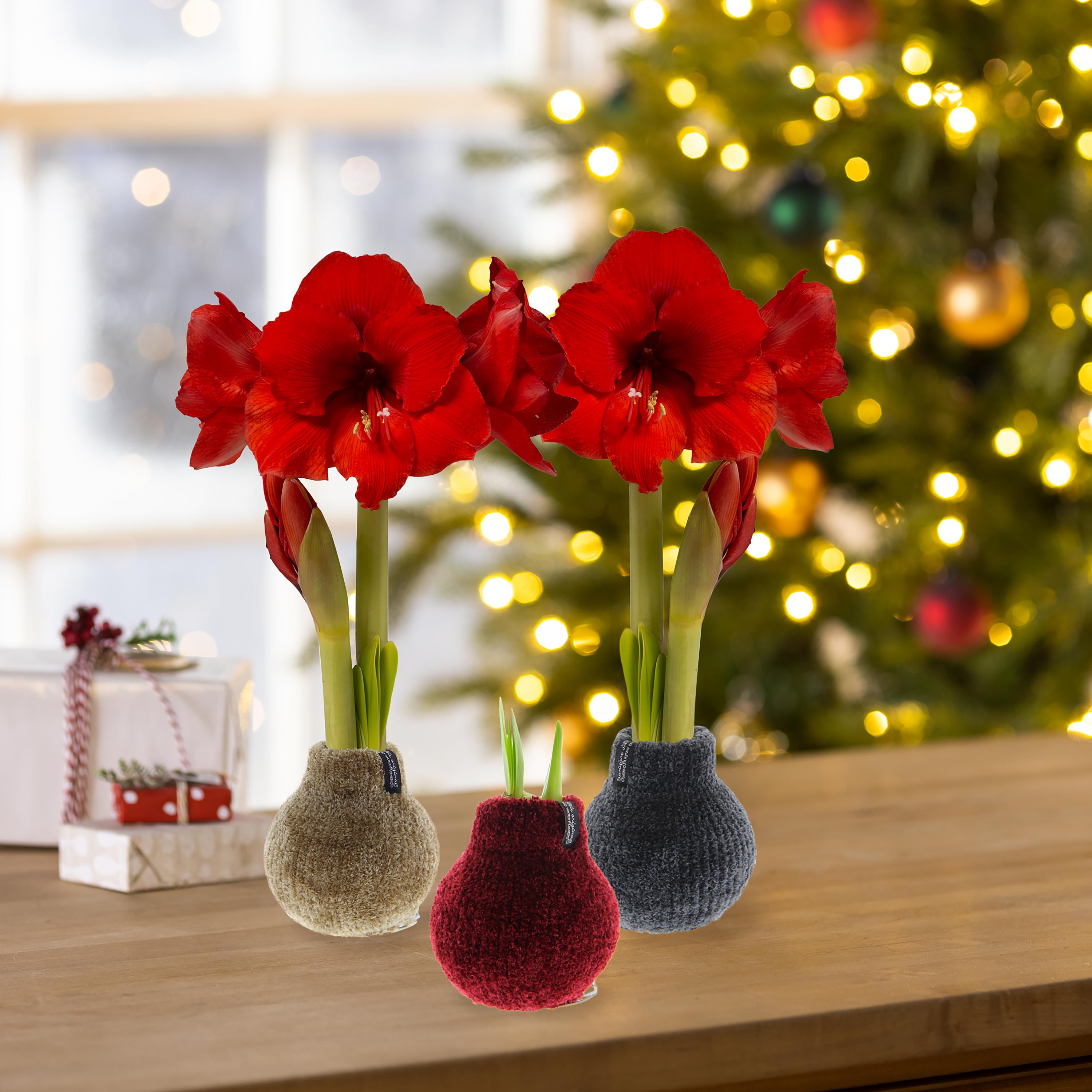 Chenille Sweater Self-Contained Waxed Amaryllis Flower Bulb – Plow
