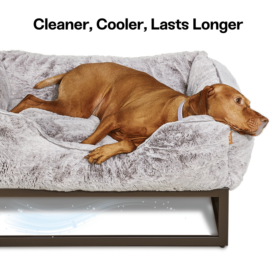 The FÜZI Elevated Dog Bed
