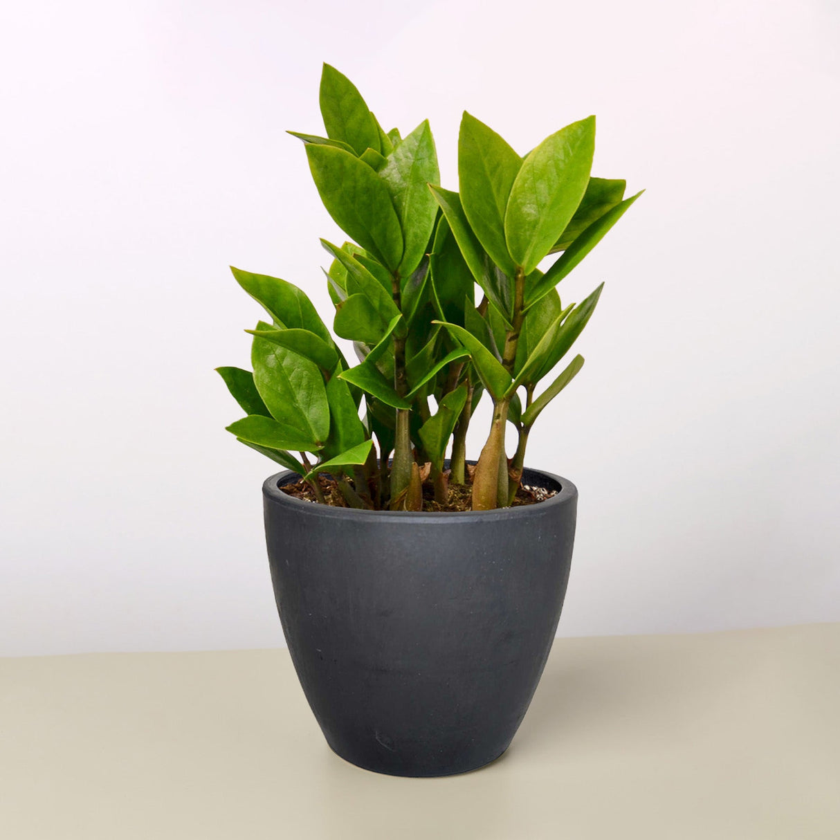 Zamioculcas Zamiifolia 'ZZ' Plant