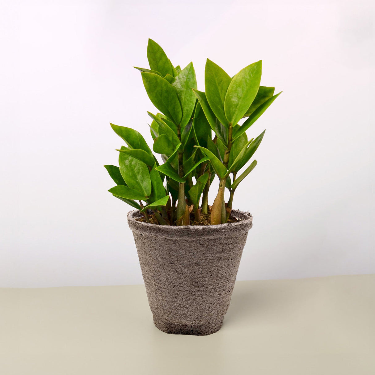 Zamioculcas Zamiifolia 'ZZ' Plant