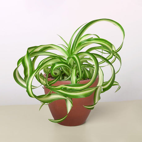 Spider Plant 'Bonnie'