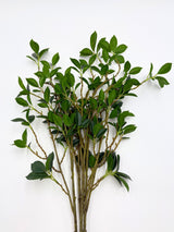 Real Touch Fiscus Microcarpa Stem - Bundle of 4 Stems