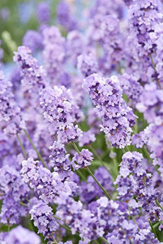 Live Blue Cushion Lavender Plant