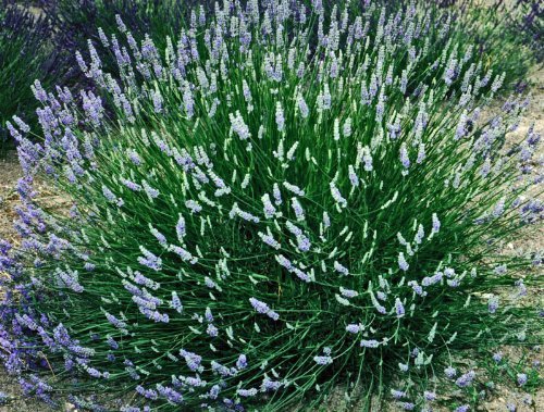 Live Provence Lavender Plant