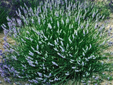 Live Provence Lavender Plant