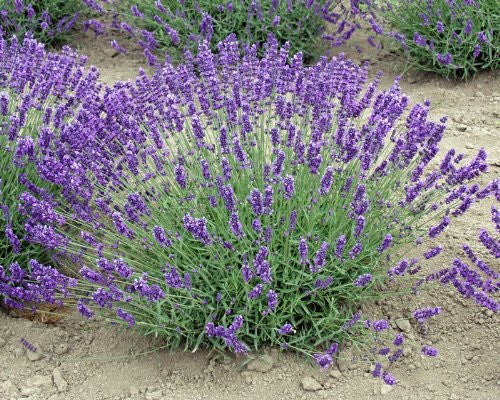 Live Royal Velvet Lavender Plant