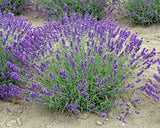 Live Royal Velvet Lavender Plant