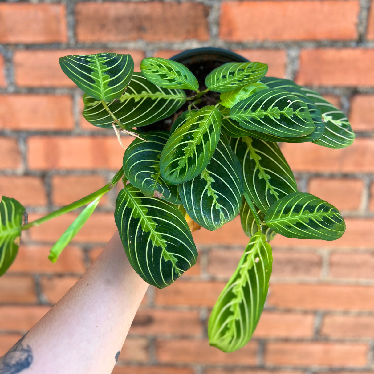 Maranta Lemon Lime