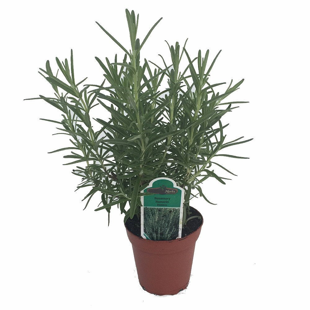 Arp Rosemary Live Herb Plant