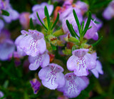 Arp Rosemary Live Herb Plant
