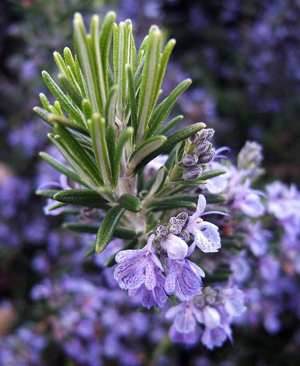 Arp Rosemary Live Herb Plant