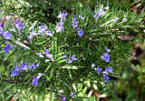 Arp Rosemary Live Herb Plant