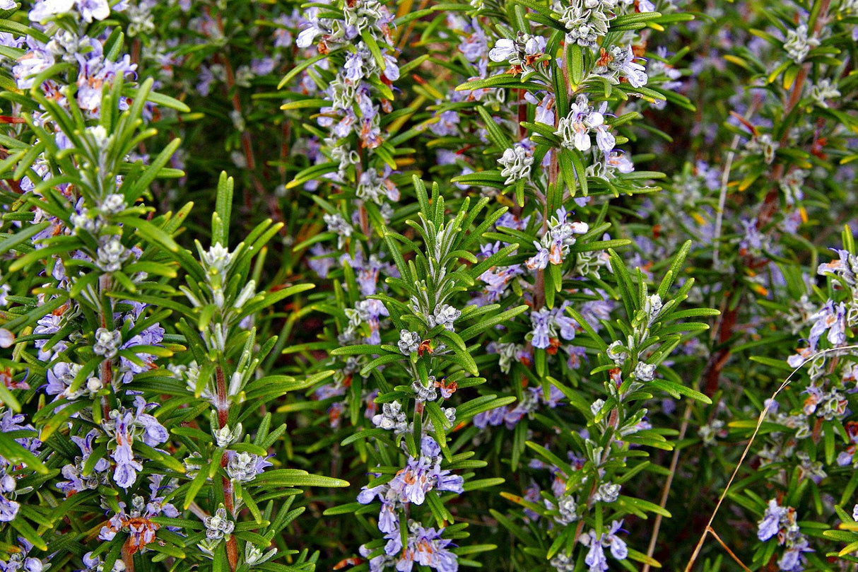 Arp Rosemary Live Herb Plant
