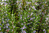 Arp Rosemary Live Herb Plant