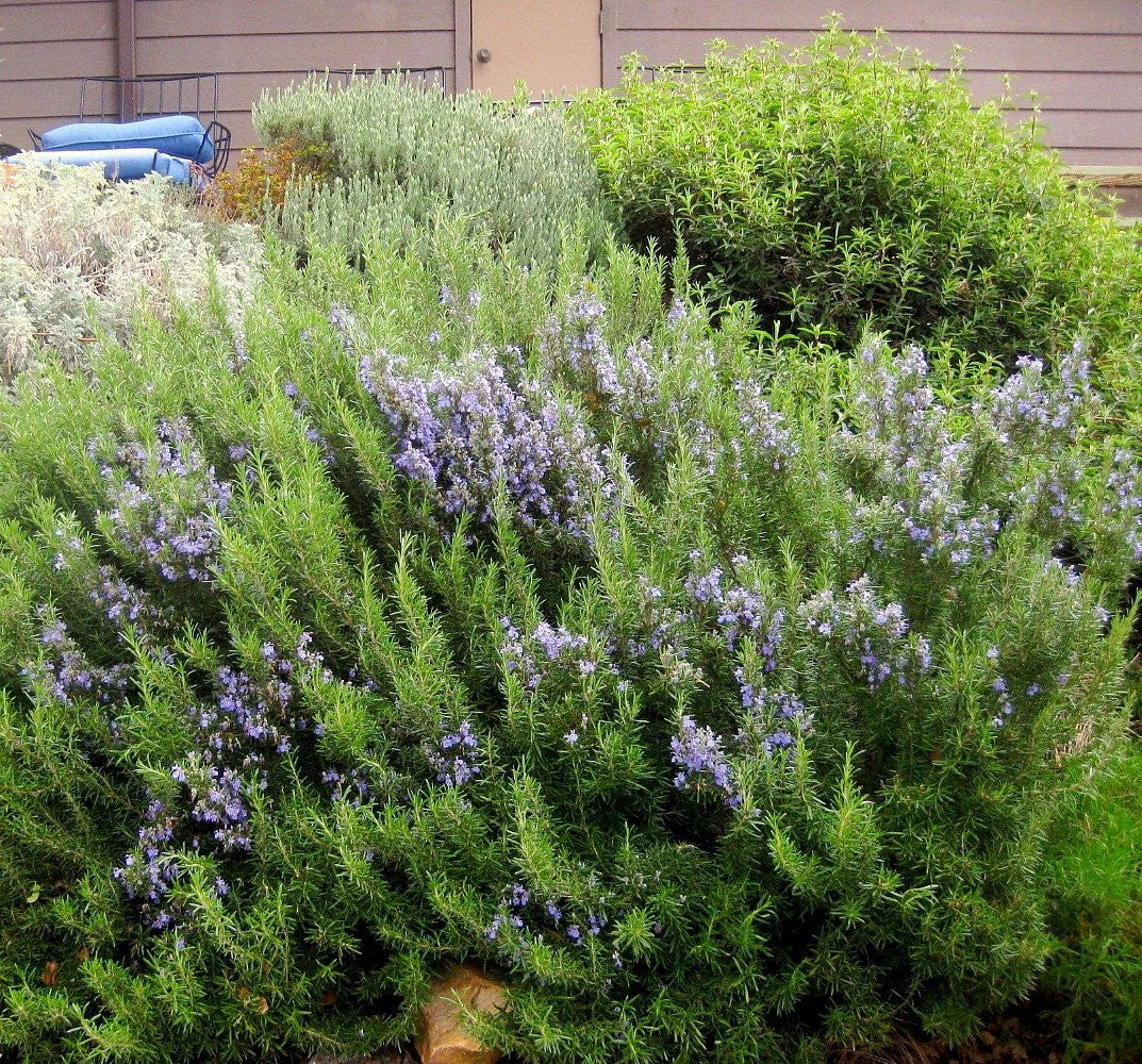 Arp Rosemary Live Herb Plant