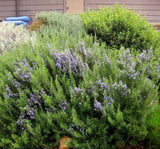 Arp Rosemary Live Herb Plant