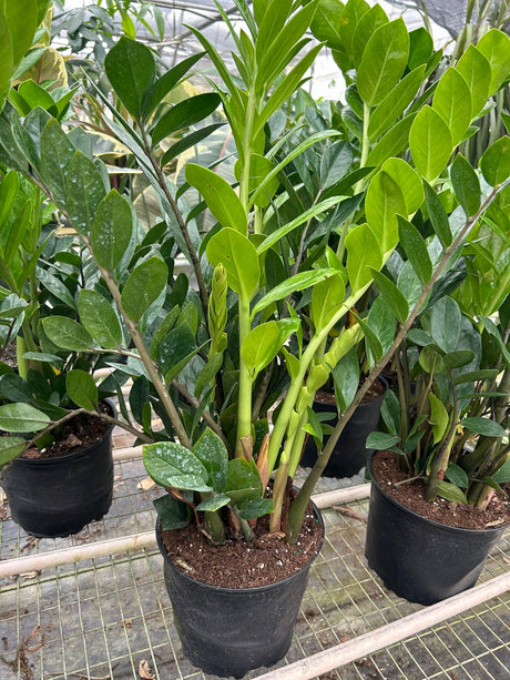 Zamioculcas Zamiifolia 'ZZ' Plant