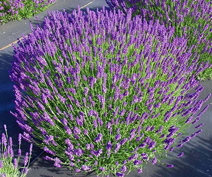 Live Hidcote Lavender Plant