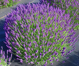 Live Hidcote Lavender Plant