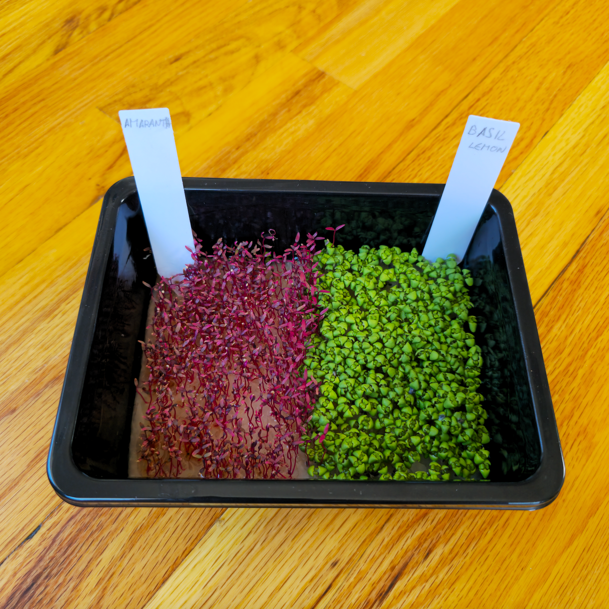 Grab & Grow Seed Kit