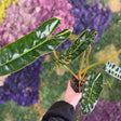 Hand holding a potted plant with a colorful textured background