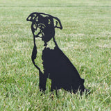 American Pit Bull Terrier