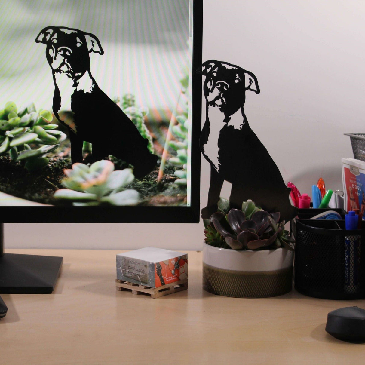 American Pit Bull Terrier