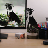 American Pit Bull Terrier