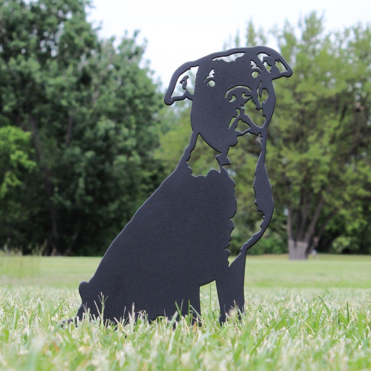 American Pit Bull Terrier