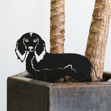 Dachshund - Longhaired