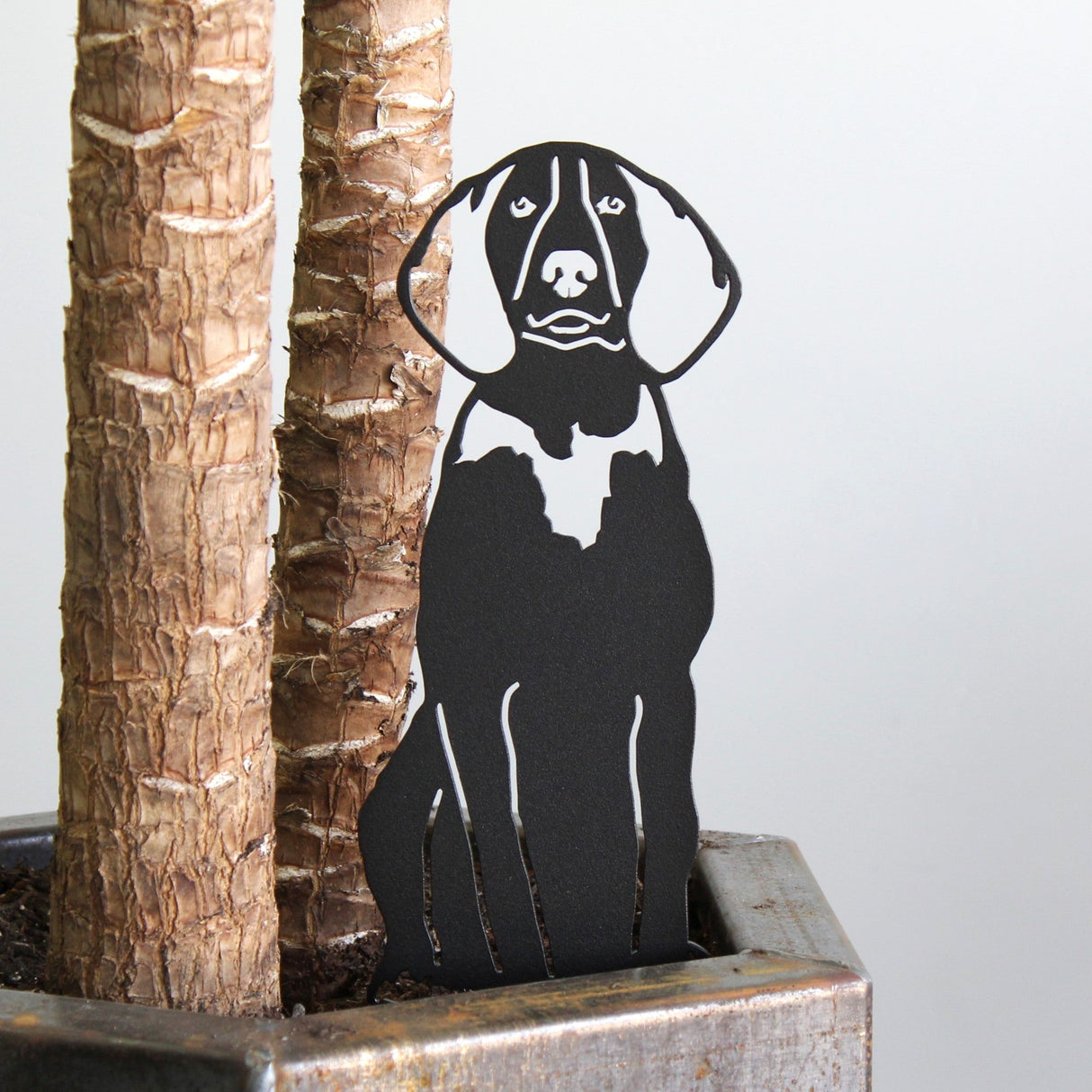 American English Coonhound