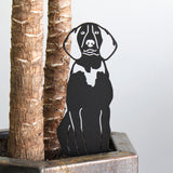 American English Coonhound