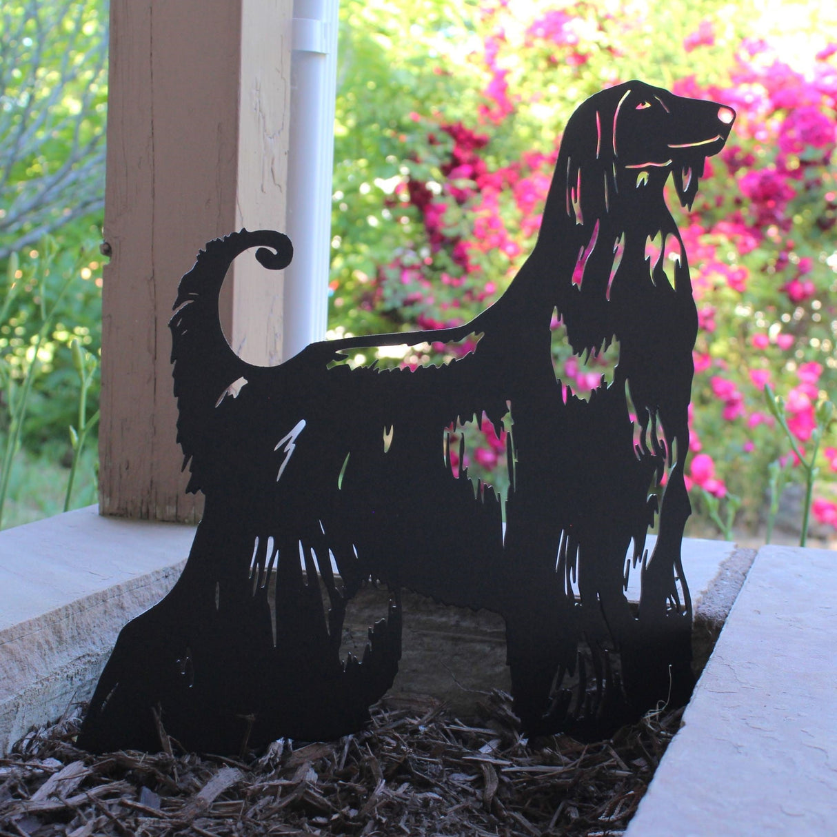 Afghan Hound