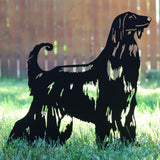 Afghan Hound