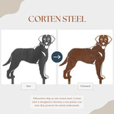 Curly Coated Retriever