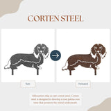 Dachshund - Longhaired