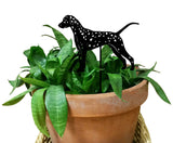 Dalmatian Plant Stake